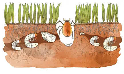 chafer_grub