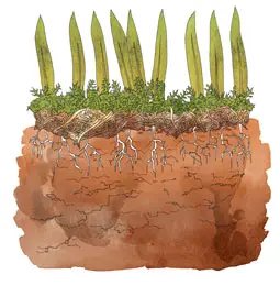 scarify